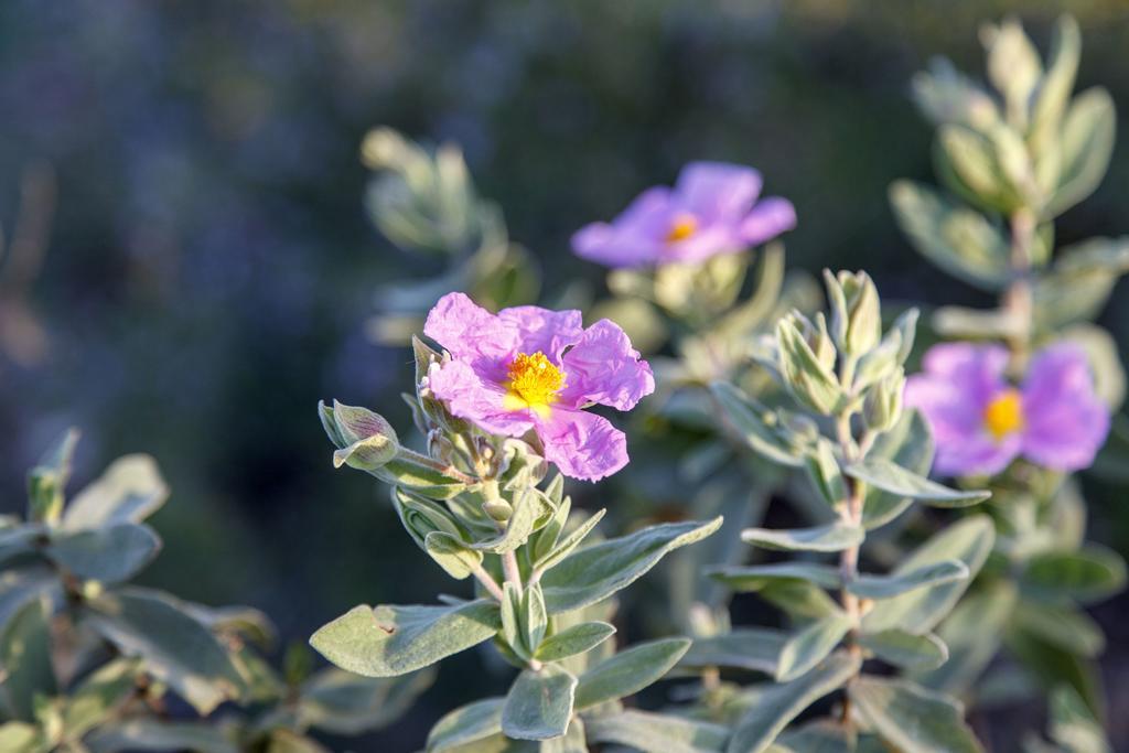 Finca La Fronda Alájar المظهر الخارجي الصورة