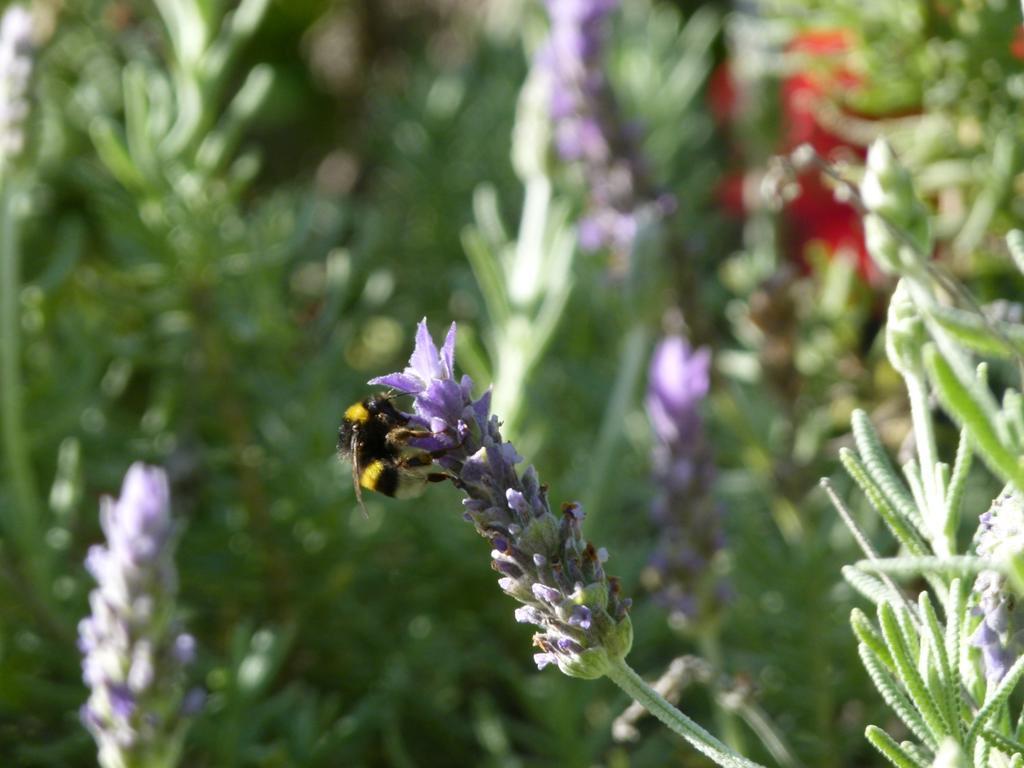 Finca La Fronda Alájar المظهر الخارجي الصورة